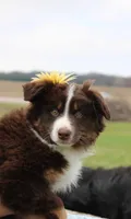 Sonya, a female Miniature Australian Shepherd for sale in Greenwood, WI – Photo 2 of 5