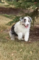 Binky, a male Miniature Australian Shepherd for sale in Greenwood, WI – 4 of 4