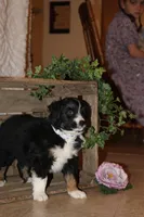 Sonya , a female Miniature Australian Shepherd for sale in Greenwood, WI – Photo 2 of 3