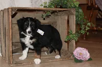 Sonya , a female Miniature Australian Shepherd for sale in Greenwood, WI – Photo 3 of 3