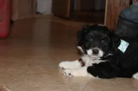Shari, a female Miniature Australian Shepherd for sale in Greenwood, WI – Photo 2 of 3