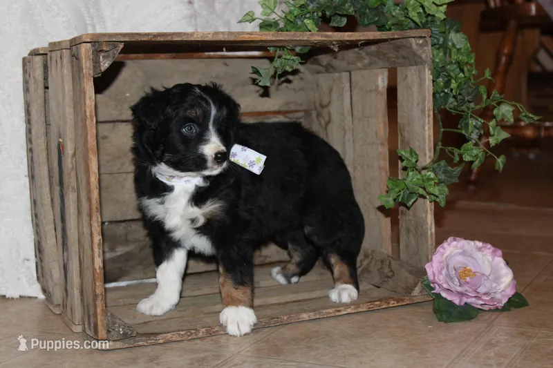 Sonya  – Miniature Australian Shepherd puppy for sale in Greenwood, WI