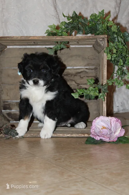 Shari – Miniature Australian Shepherd puppy on hold in Greenwood, WI