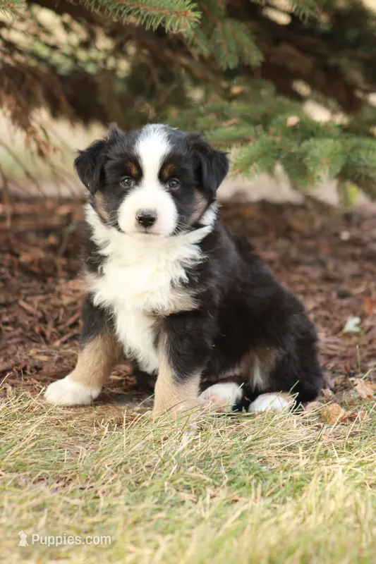 Barkley – Miniature Australian Shepherd puppy for sale in Greenwood, WI