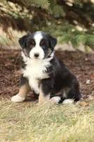 Barkley, a male Miniature Australian Shepherd for sale in Greenwood, WI – 1 of 4
