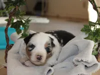 Antoni, a male Miniature Australian Shepherd for sale in Greenwood, WI – Photo 2 of 2