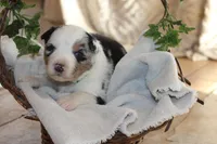 Antoni, a male Miniature Australian Shepherd for sale in Greenwood, WI – Photo 1 of 2