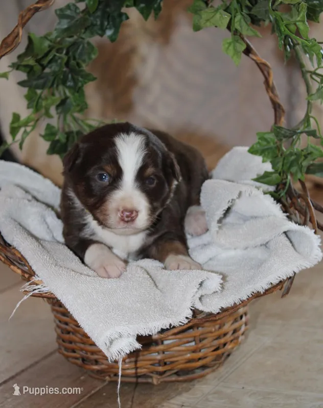 Archie – Miniature Australian Shepherd puppy for sale in Greenwood, WI