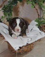 Archie, a male Miniature Australian Shepherd for sale in Greenwood, WI – Photo 1 of 2