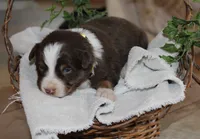 Archie, a male Miniature Australian Shepherd for sale in Greenwood, WI – Photo 2 of 2
