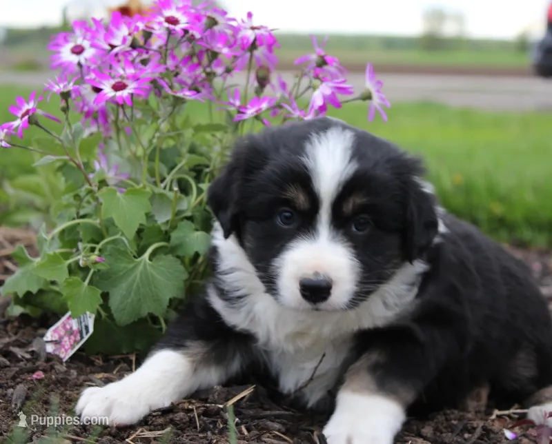 Addie – Miniature Australian Shepherd puppy for sale in Greenwood, WI