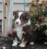 Archie, a male Miniature Australian Shepherd for sale in Greenwood, WI – 4 of 4