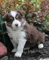 Alex, a male Miniature Australian Shepherd for sale in Greenwood, WI – 2 of 3