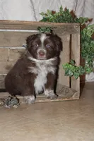Tj, a male Miniature Australian Shepherd for sale in Greenwood, WI – Photo 3 of 3