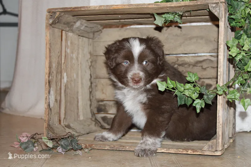 Tj – Miniature Australian Shepherd puppy for sale in Greenwood, WI