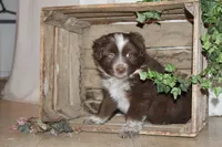 Tj, a male Miniature Australian Shepherd for sale in Greenwood, WI – Photo 1 of 3