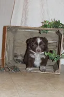 Tj, a male Miniature Australian Shepherd for sale in Greenwood, WI – Photo 2 of 3