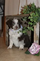 Sandy , a female Miniature Australian Shepherd for sale in Greenwood, WI – Photo 2 of 3