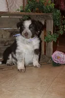 Sandy , a female Miniature Australian Shepherd for sale in Greenwood, WI – Photo 1 of 3