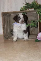 Sandy , a female Miniature Australian Shepherd for sale in Greenwood, WI – Photo 3 of 3