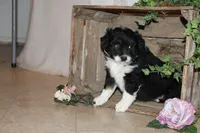 Sally , a female Miniature Australian Shepherd for sale in Greenwood, WI – Photo 2 of 3