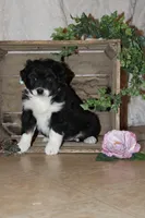 Sally , a female Miniature Australian Shepherd for sale in Greenwood, WI – Photo 1 of 3