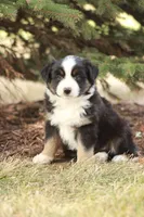 Barkley, a male Miniature Australian Shepherd for sale in Greenwood, WI – 2 of 4