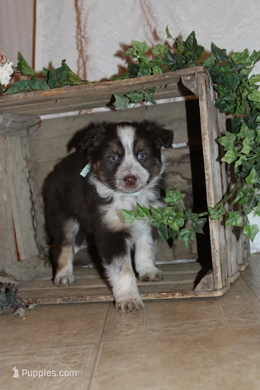 Shayla – Miniature Australian Shepherd puppy for sale in Greenwood, WI