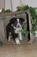 Shayla, a female Miniature Australian Shepherd for sale in Greenwood, WI – Photo 1 of 4