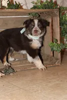 Shayla, a female Miniature Australian Shepherd for sale in Greenwood, WI – Photo 2 of 4
