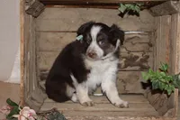 Shayla, a female Miniature Australian Shepherd for sale in Greenwood, WI – Photo 4 of 4