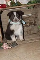 Shayla, a female Miniature Australian Shepherd for sale in Greenwood, WI – Photo 3 of 4