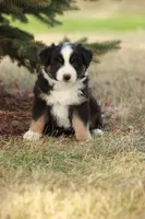 Barkley, a male Miniature Australian Shepherd for sale in Greenwood, WI – 3 of 4