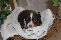 Anson, a male Miniature Australian Shepherd for sale in Greenwood, WI – Photo 3 of 3