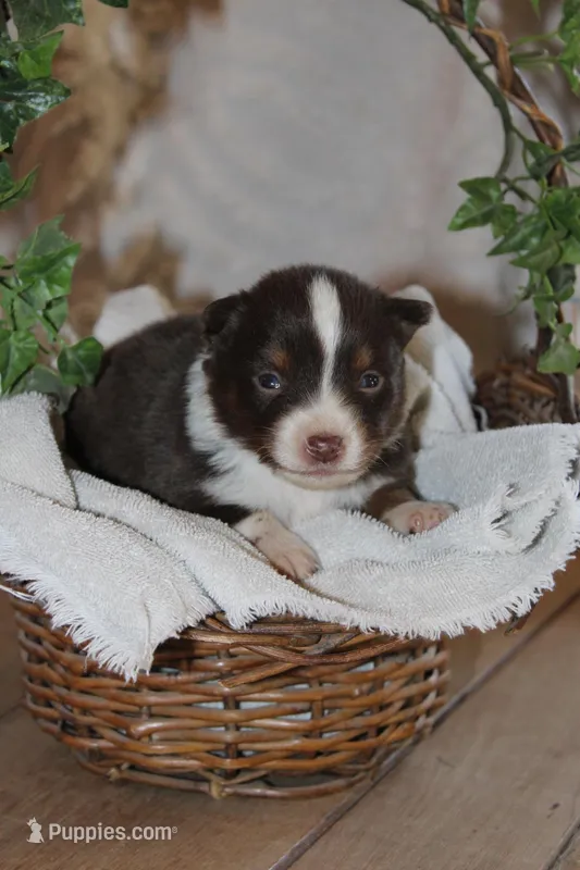 Anson – Miniature Australian Shepherd puppy for sale in Greenwood, WI