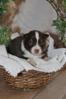Anson, a male Miniature Australian Shepherd for sale in Greenwood, WI – Photo 1 of 3