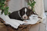 Anson, a male Miniature Australian Shepherd for sale in Greenwood, WI – Photo 2 of 3