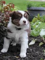 Alex, a male Miniature Australian Shepherd for sale in Greenwood, WI – 3 of 3