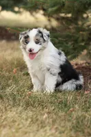 Binky, a male Miniature Australian Shepherd for sale in Greenwood, WI – 3 of 4