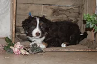 Sasha , a female Miniature Australian Shepherd for sale in Greenwood, WI – Photo 3 of 3