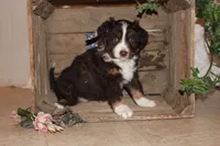 Sasha , a female Miniature Australian Shepherd for sale in Greenwood, WI – Photo 1 of 3