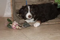 Sasha , a female Miniature Australian Shepherd for sale in Greenwood, WI – Photo 2 of 3