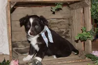 Selia , a female Miniature Australian Shepherd for sale in Greenwood, WI – Photo 4 of 4