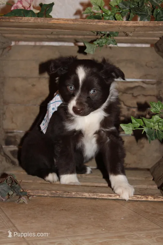 Selia  – Miniature Australian Shepherd puppy for sale in Greenwood, WI