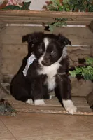Selia , a female Miniature Australian Shepherd for sale in Greenwood, WI – Photo 1 of 4