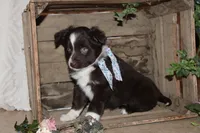 Selia , a female Miniature Australian Shepherd for sale in Greenwood, WI – Photo 3 of 4