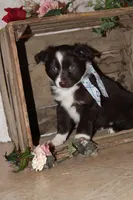 Selia , a female Miniature Australian Shepherd for sale in Greenwood, WI – Photo 2 of 4