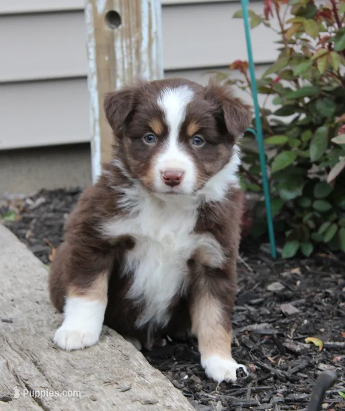 Archie – Miniature Australian Shepherd puppy for sale in Greenwood, WI