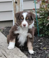 Archie, a male Miniature Australian Shepherd for sale in Greenwood, WI – 1 of 4