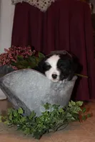 Buster, a male Miniature Australian Shepherd for sale in Greenwood, WI – Photo 4 of 6